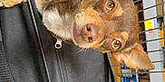 Layla joined the competition — help win amazing prizes! dog, brown_dog, pet, shopping_cart, black_bag, grocery_store, curious, small_dog, ears, face, animal, container, shopping, store_shelves, packaging, plastic_bag, indoor, closeup, puppy, looking
