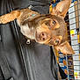 dog, brown_dog, pet, shopping_cart, black_bag, grocery_store, curious, small_dog, ears, face, animal, container, shopping, store_shelves, packaging, plastic_bag, indoor, closeup, puppy, looking