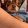 Layla joined the competition — help win amazing prizes! dog, small_dog, blanket, wrapped, cozy, resting, arm, brown_fur, big_eyes, indoor, closeup, cute, pet, snuggled, soft_texture, comfort, warm, relaxed, canine, companion