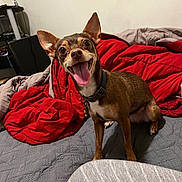 Layla joined the competition — help win amazing prizes! dog, small_dog, bed, blanket, red_blanket, gray_blanket, pet, tongue_out, happy, ears, collar, indoor, cute, fur, animal, canine, smiling, looking_up, home, cozy