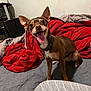 dog, small_dog, bed, blanket, red_blanket, gray_blanket, pet, tongue_out, happy, ears, collar, indoor, cute, fur, animal, canine, smiling, looking_up, home, cozy