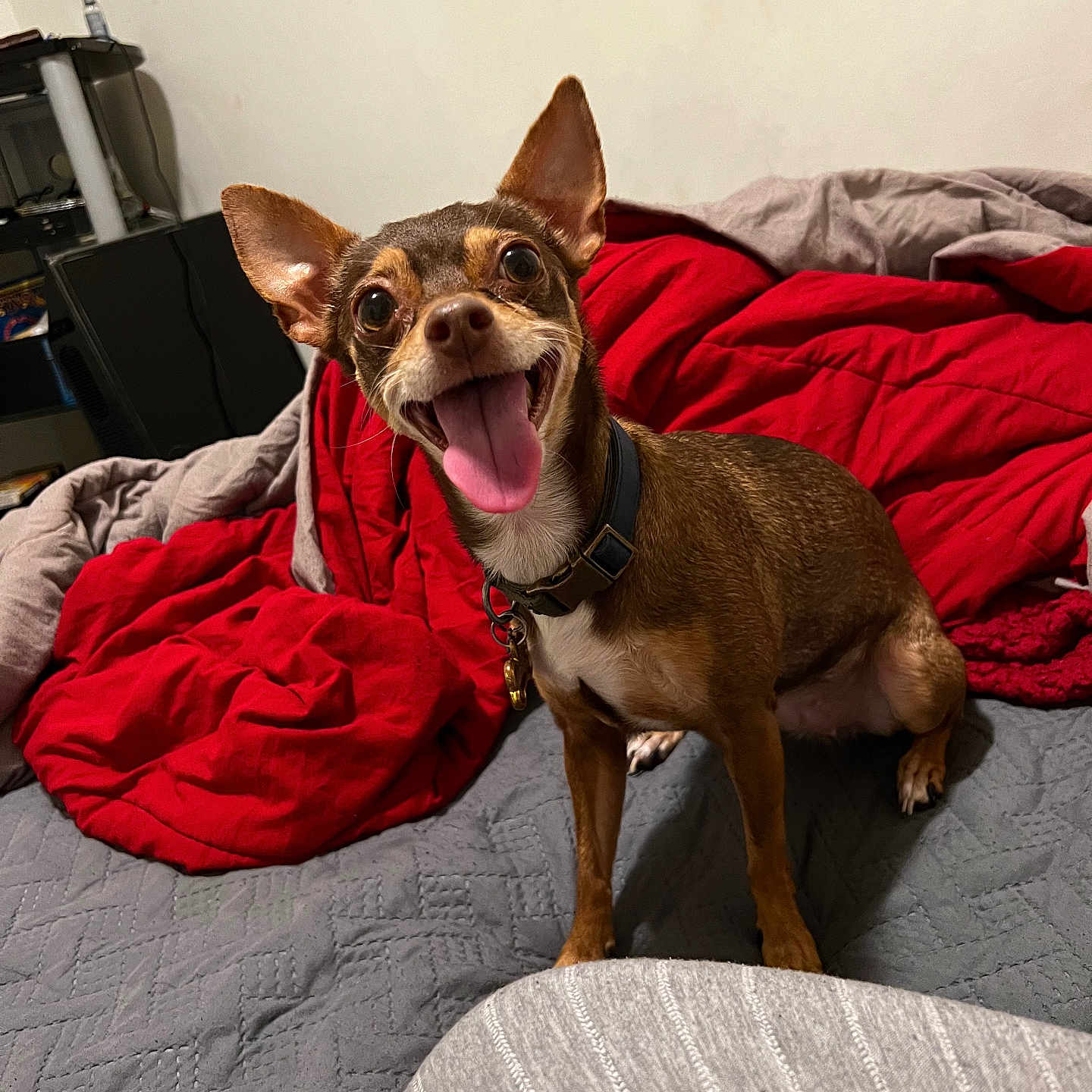 Layla joined the competition — help win amazing prizes! animal, bed, blanket, canine, collar, cozy, cute, dog, ears, fur, gray_blanket, happy, home, indoor, looking_up, pet, red_blanket, small_dog, smiling, tongue_out