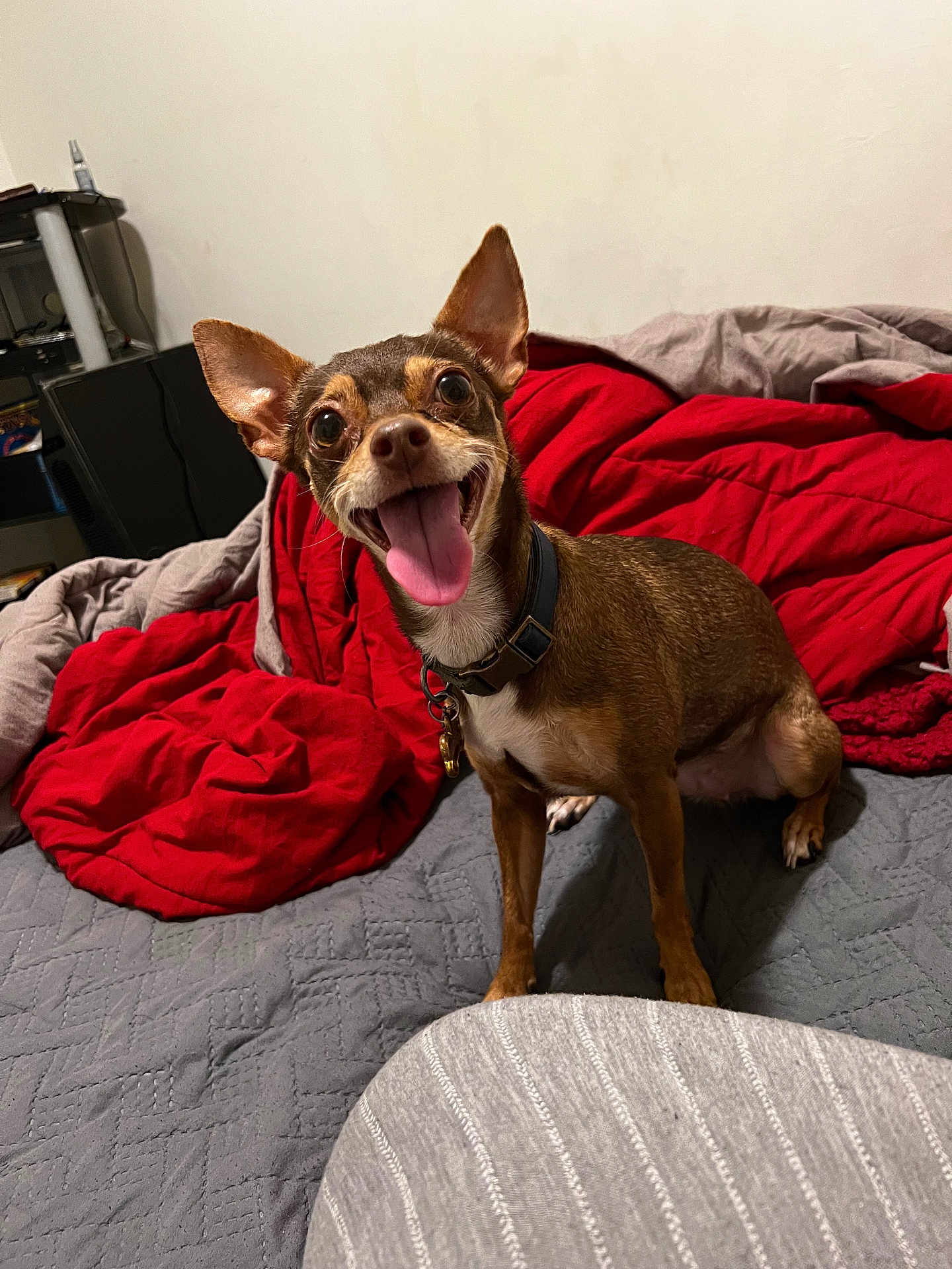 Layla joined the competition — help win amazing prizes! dog, small_dog, bed, blanket, red_blanket, gray_blanket, pet, tongue_out, happy, ears, collar, indoor, cute, fur, animal, canine, smiling, looking_up, home, cozy