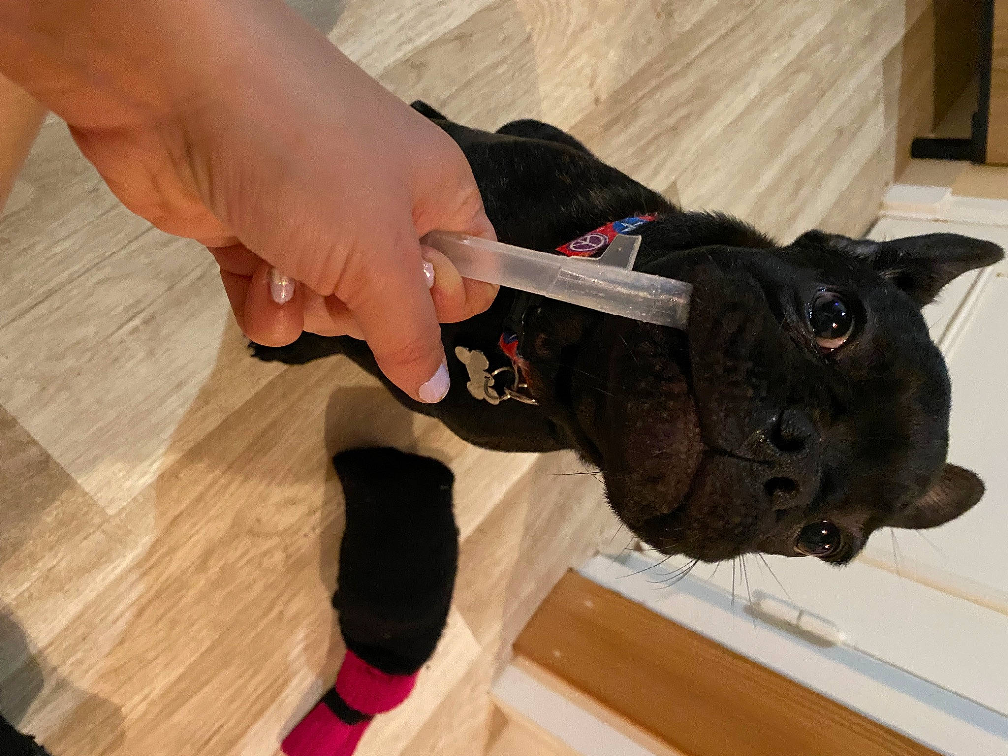 Snow a rejoint le concours — aidez-le/la à gagner de superbes lots ! cat, domestic_short_haired_cat, felidae, finger, flooring, foot, fur, gesture, glove, hardwood, human_leg, nail, small_to_medium_sized_cats, tail, thumb, varnish, wood, wood_flooring, wood_stain, wrist