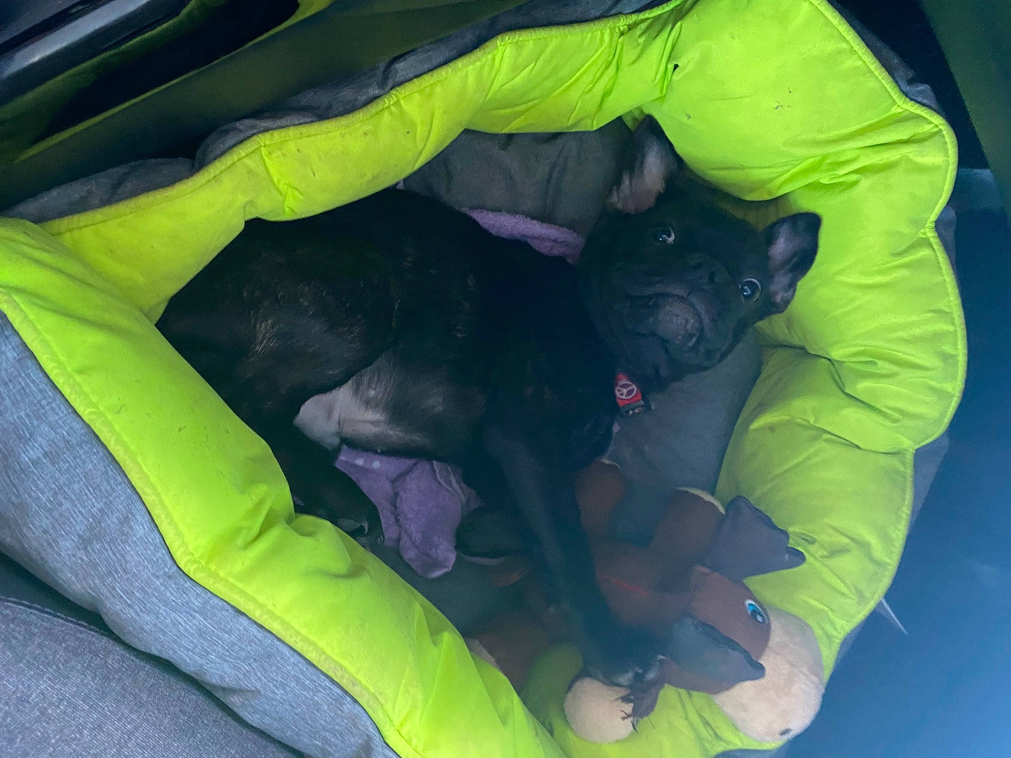 Snow participe au concours pour gagner de l'argent avec cette photo : canidae, carnivore, comfort, companion_dog, dog, dog_breed, dog_supply, electric_blue, felidae, fun, grass, mammal, non_sporting_group, personal_protective_equipment, plastic, purple, sporting_group, tail, working_animal