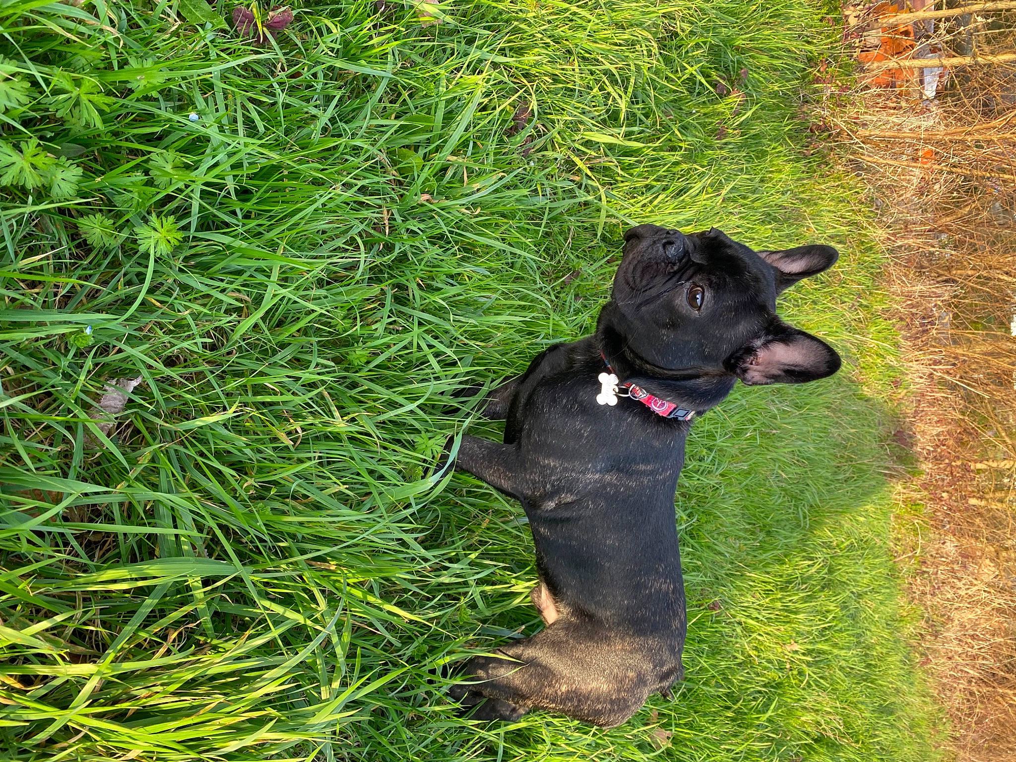 Snow a rejoint le concours — aidez-le/la à gagner de superbes lots ! borador, carnivore, collar, companion_dog, dog, dog_breed, dog_collar, dog_supply, fawn, grass, grassland, groundcover, guard_dog, liver, plant, tail, terrestrial_animal, terrestrial_plant, whiskers, working_animal