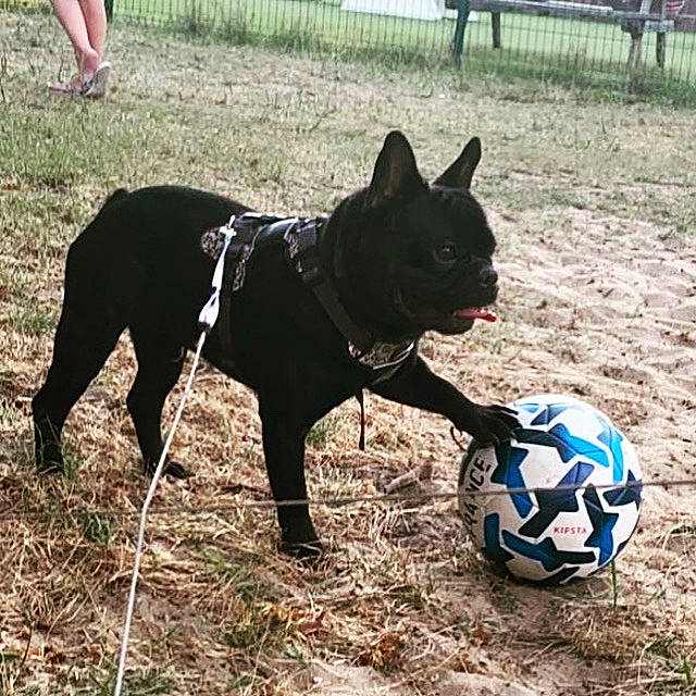 Snow a rejoint le concours — aidez-le/la à gagner de superbes lots ! ball, ball_game, carnivore, collar, companion_dog, dog, dog_breed, dog_collar, dog_supply, fence, football, grass, pet_supply, snout, soccer, soccer_ball, sports, sports_equipment, team_sport, working_animal