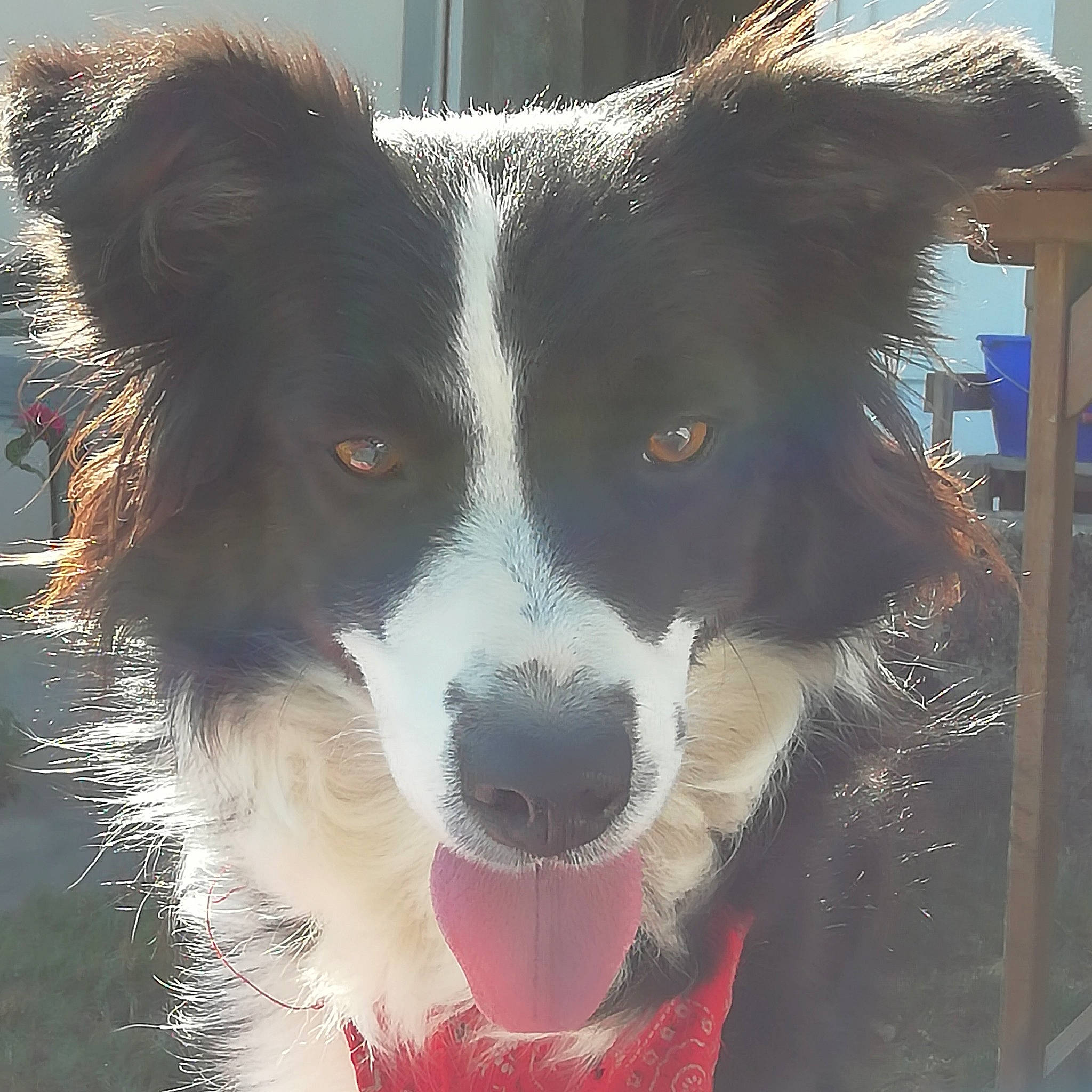 Hermine participe au concours pour gagner de l'argent avec cette photo : australian_collie, border_collie, canidae, carnivore, dog, dog_breed, english_shepherd, eye, herding_dog, mammal, nose, sky, snout, sporting_group, vertebrate, welsh_sheepdog, working_dog