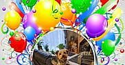 Sparo participe au concours pour gagner de l'argent avec cette photo : dog, small_dog, couch, living_room, balloons, birthday, celebration, decorations, colorful, indoor, home, furniture, plants, curtains, carpet, table, cozy, pet, animal, festive