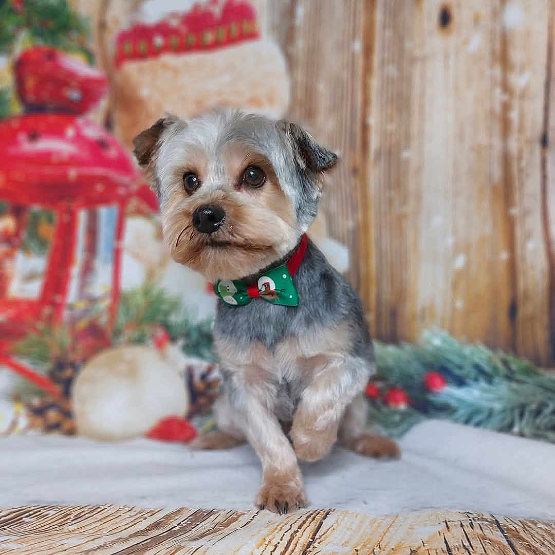 Sparo participe au concours pour gagner de l'argent avec cette photo : dog, small_dog, bow_tie, holiday, christmas, festive, wooden_surface, decorations, greenery, red, cute, pet, animal, portrait, indoor, seasonal, background, holiday_decor, furry, adorable