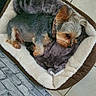 dog, pet_bed, blanket, small_dog, yorkshire_terrier, indoor, relaxed, cozy, fur, collar, brown, gray, tile_floor, sleeping, cute, animal, companion, domestic, resting, soft