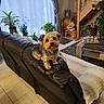 Sparo a rejoint le concours — aidez-le/la à gagner de superbes lots ! dog, living_room, couch, plant, curtains, carpet, wooden_stairs, coffee_table, tile_floor, decor, stuffed_toy, window, blanket, indoor, pet, furniture, small_dog, leather_couch, home, cozy
