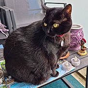 Nora participe au concours pour gagner de l'argent avec cette photo : cat, black_cat, pet, feline, yellow_eyes, collar, tag, sitting, outdoor, balcony, patio, chair, table, magazine, candles, figurine, garden, urban, portrait, photography