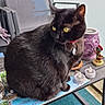 cat, black_cat, pet, feline, yellow_eyes, collar, tag, sitting, outdoor, balcony, patio, chair, table, magazine, candles, figurine, garden, urban, portrait, photography
