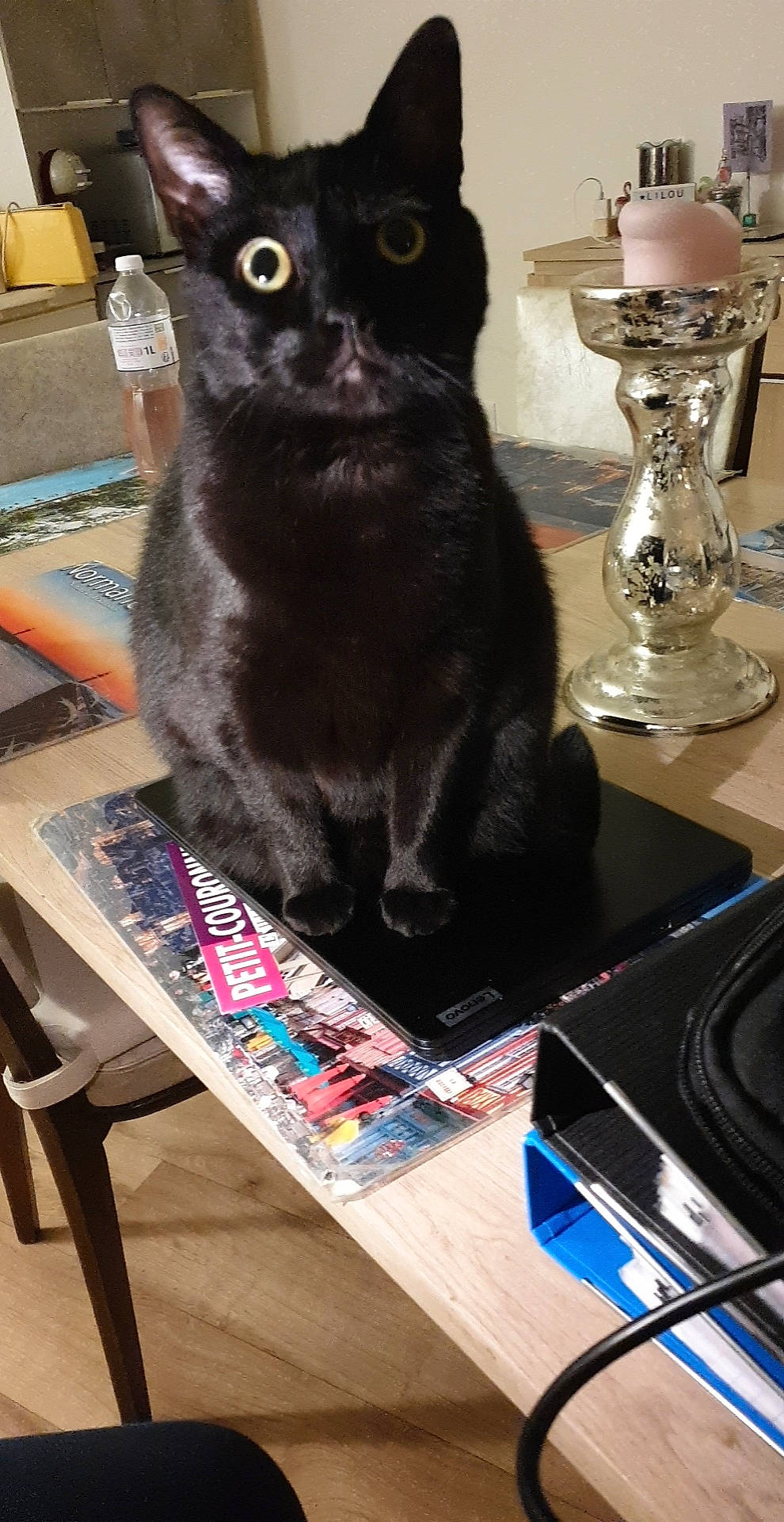 Nora a rejoint le concours — aidez-le/la à gagner de superbes lots ! barware, black_cat, blue, bombay, carnivore, cat, chair, desk, domestic_short_haired_cat, drinkware, felidae, fur, publication, room, serveware, small_to_medium_sized_cats, table, tableware, tail, whiskers