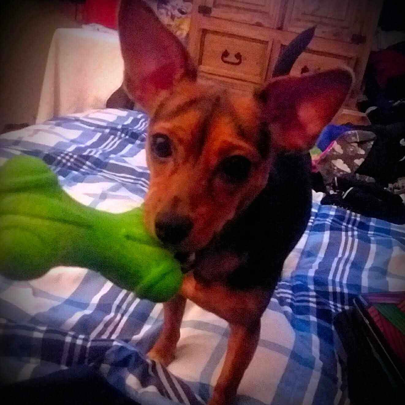 Harley is registered to the contest to win money with this photo: animal, bed, bedroom, black, blanket, brown, canine, carpet, cute, dog, ears, furniture, green, indoor, pet, plaid, playful, small_dog, toy, wood