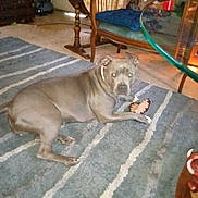 Tori joined the competition — help win amazing prizes! animal, carpet, collar, curious, dog, domestic_dog, floor, furniture, glass_table, gray_dog, home, indoor, living_room, paw, pet, relaxed, striped_rug, toy, vintage_trunk, wooden_chair