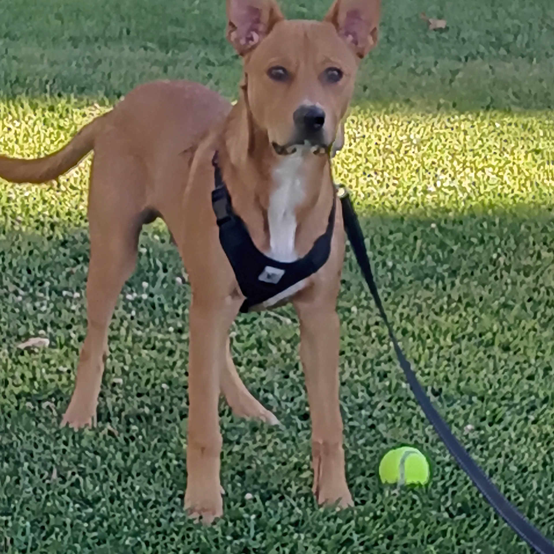 Wilson joined the competition — help win amazing prizes! accessories, animal, ball, bulldog, canine, dog, grass, hound, lawn, leash, pet, plant, puppy, racket, sphere, sport, strap, tennis, tennisball, tennisracket