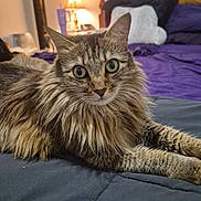 Nutmeg is registered to the contest to win money with this photo: cat, tabby, fluffy, bed, bedroom, lamp, pillow, furniture, indoor, pet, animal, fur, whiskers, relaxed, lying_down, eyes, curious, cozy, soft_lighting, home