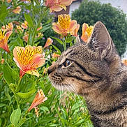 Pilou participe au concours pour gagner de l'argent avec cette photo : cat, tabby_cat, flowers, garden, greenery, plant, nature, outdoor, closeup, pet, animal, whiskers, fur, flora, leaf, bloom, house, background, curious, profile