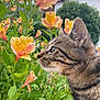 cat, tabby_cat, flowers, garden, greenery, plant, nature, outdoor, closeup, pet, animal, whiskers, fur, flora, leaf, bloom, house, background, curious, profile