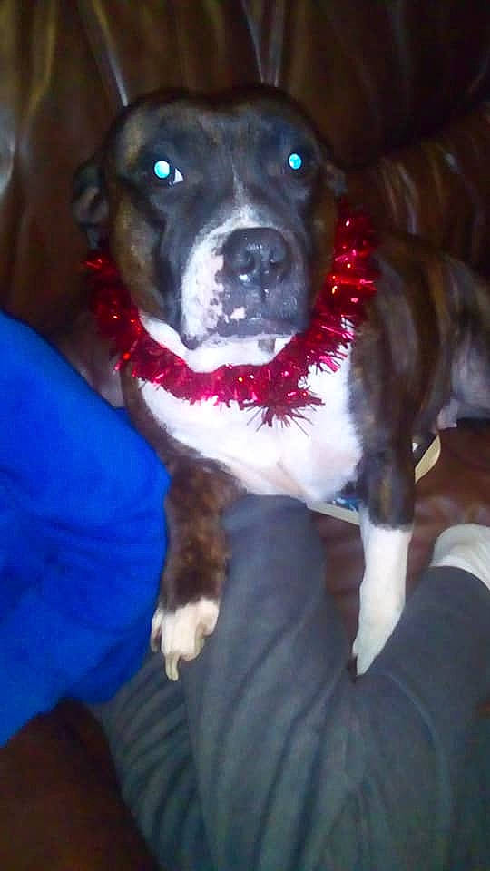 Solo is registered to the contest to win money with this photo: american_pit_bull_terrier, american_staffordshire_terrier, boxer, carnivoran, dog, dog_breed, dog_breed_group, dog_like_mammal, fawn, pit_bull, snout, valley_bulldog, vertebrate