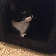 Charlie is registered to the contest to win money with this photo: animal, black_and_white, carpet, cat, cave, cozy, curious, cute, dark, eyes, feline, fur, hideout, home, indoor, pet, resting, soft, tuxedo_cat, whiskers