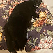 Smokey is registered to the contest to win money with this photo: cat, black_and_white, floral_pattern, cushion, indoor, pet, relaxed, sleepy, feline, fur, whiskers, paw, resting, cozy, animal, domestic, cute, comfort, soft, laying_down