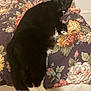 cat, black_and_white, floral_pattern, cushion, indoor, pet, relaxed, sleepy, feline, fur, whiskers, paw, resting, cozy, animal, domestic, cute, comfort, soft, laying_down