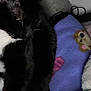 Smokey is registered to the contest to win money with this photo: cat, black_cat, white_fur, resting, blanket, purple_blanket, teddy_bear_pattern, cushion, soft_furniture, indoor, pet, animal, feline, sleeping, cozy, dim_light, grainy, closeup, fur, whiskers