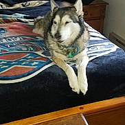 Ricki is registered to the contest to win money with this photo: animal, bed, blanket, carpet, collar, cozy, curtains, decor, dog, fur, furniture, indoor, lying_down, nightstand, pet, pillows, relaxed, table, window, wooden_bedframe