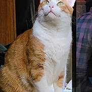 Tommy Boy is registered to the contest to win money with this photo: animal, cat, close_up, cozy, cute, domestic_animal, feline, fur, furniture, green_eyes, household, indoor, looking_up, mammal, orange_cat, pet, portrait, sitting, whiskers, white_cat