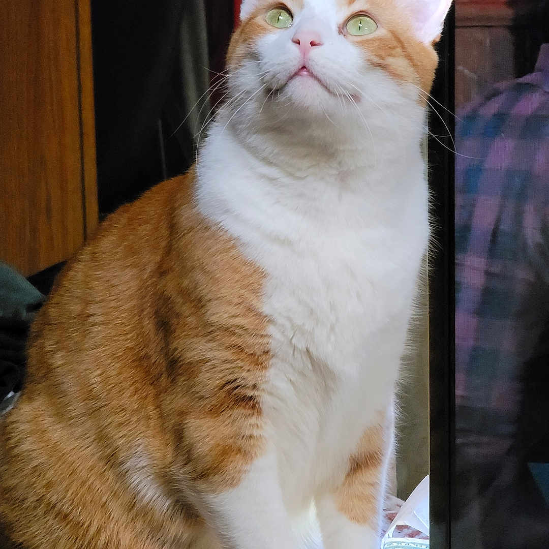 Tommy Boy
