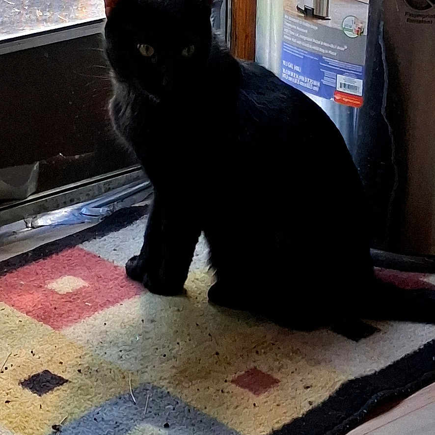 Handsome is registered to the contest to win money with this photo: alert, animal, black_cat, cat, dark_fur, doorway, entrance, floor, green_eyes, home, indoors, patchwork, pet, portrait, rug, shadow, silhouette, sitting, sunlight, window
