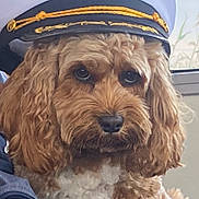 Bambi is registered to the contest to win money with this photo: dog, captain_hat, brown_fur, white_fur, curly_fur, pet, indoors, couch, window, portrait, close_up, cute, animal, companion, fur, face, ears, nose, sitting, domestic_animal