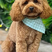 Bertie is registered to the contest to win money with this photo: dog, poodle, bandana, curly_fur, pet, animal, brown, cute, sitting, outdoor, greenery, leafy_background, portrait, fluffy, adorable, canine, fur, friendly, companion, domestic_animal