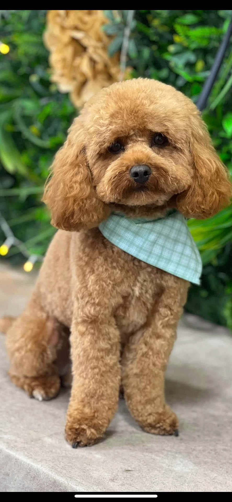 Bertie is registered to the contest to win money with this photo: dog, poodle, bandana, curly_fur, pet, animal, brown, cute, sitting, outdoor, greenery, leafy_background, portrait, fluffy, adorable, canine, fur, friendly, companion, domestic_animal