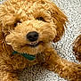 dog, puppy, curly_fur, brown_fur, bow_tie, pet, cute, smiling, lying_down, carpet, close_up, indoor, animal, face, fur_texture, playful, domestic_animal, adorable, companion, friendly