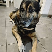 Choco participe au concours pour gagner de l'argent avec cette photo : dog, german_shepherd, pet, indoor, floor, tile, animal, canine, fur, paw, ears, collar, resting, looking_away, muzzle, domestic, companion, quiet, home, portrait