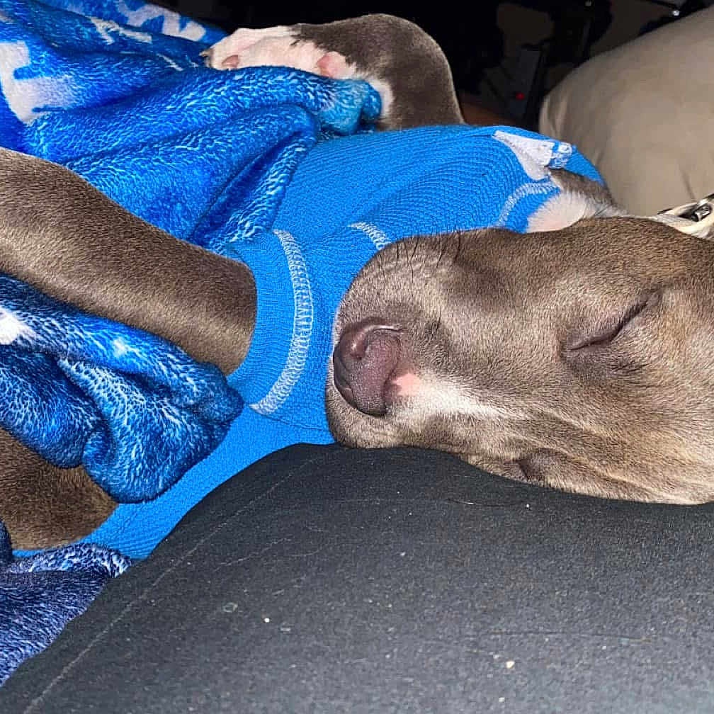 Lola is registered to the contest to win money with this photo: animal, bed, blanket, bulldog, canine, cat, couch, cushion, dog, furniture, homedecor, hound, linen, person, pet, pitbull, puppy, quilt, sleeping, towel