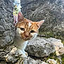 animal, architecture, cat, cliff, face, head, kitten, manx, moss, nature, outdoors, person, pet, photography, plant, portrait, rock, slate, vegetation, wilderness