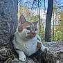 animal, cat, face, grove, head, jungle, kitten, land, nature, outdoors, person, pet, photography, plant, portrait, rock, tree, vegetation, wilderness, woodland