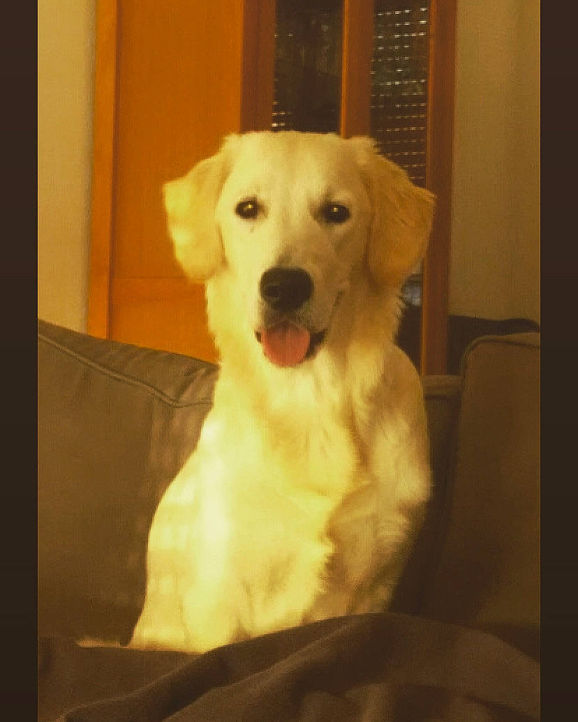Persie a rejoint le concours — aidez-le/la à gagner de superbes lots ! akbash_dog, canidae, carnivore, companion_dog, dog, dog_breed, fawn, golden_retriever, great_pyrenees, labrador_retriever, mammal, puppy, rare_breed_dog, retriever, small_greek_domestic_dog, snout, sporting_group, tail