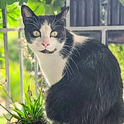 Boubou participe au concours pour gagner de l'argent avec cette photo : cat, black_and_white, animal, pet, outdoor, greenery, plants, fence, curious, whiskers, face, fur, nature, close_up, portrait, sitting, alert, eyes, pink_nose, daylight