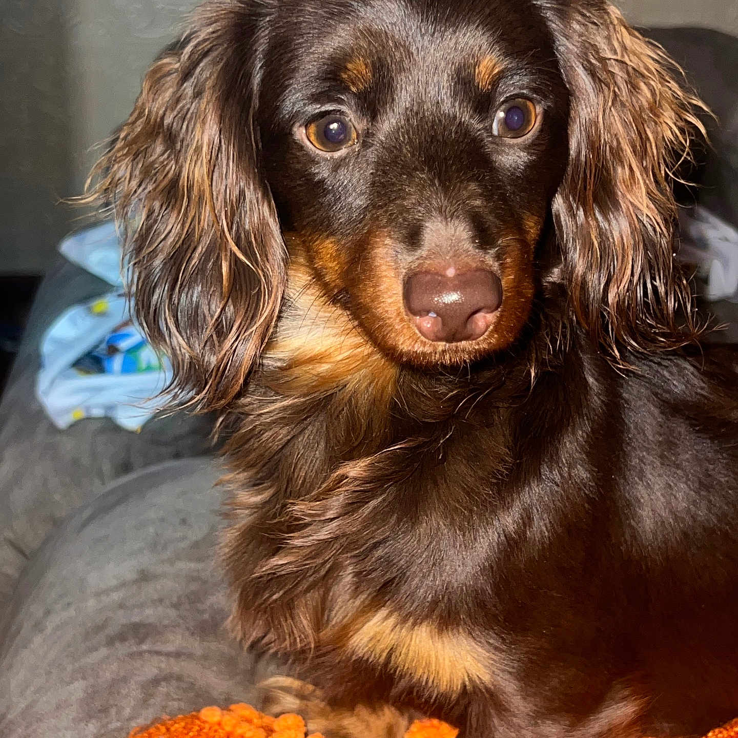 Zoe joined the competition — help win amazing prizes! animal, blanket, canine, cockerspaniel, couch, cushion, dog, furniture, homedecor, hound, papillon, pet, poodle, puppy, snout, terrier
