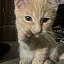 kitten, cat, paw, close_up, orange_cat, indoor, pet, feline, animal, curious, young, fur, whiskers, ears, bed, blanket, domestic, cute, soft, playful