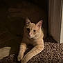 cat, orange_tabby, carpet, indoor, pet, feline, relaxed, shadow, doorway, animal, fur, whiskers, ears, paws, home, light, texture, resting, cute, sleepy