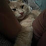 cat, orange_cat, sleepy, cozy, arm, fabric, closeup, indoor, pet, fur, whiskers, relaxed, resting, animal, cute, domestic_cat, portrait, soft_light, warm, companion