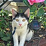 black_and_white_cat, cat, collar, decorative_fence, ears, flower, garden, golden_eyes, kitten, leaves, nose, paws, pet, pink_rose, plants, portrait, soil, solar_light, sunlight, whiskers