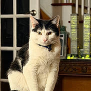 Onyx is registered to the contest to win money with this photo: cat, black_and_white_cat, pet, indoor, sitting, yellow_eyes, collar, bell, tail, fur, close_up, portrait, computer_tower, door, staircase, furniture, household, domestic_animal, curiosity, face